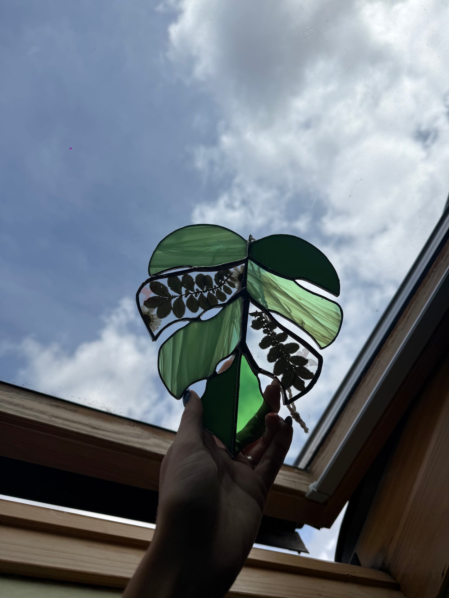 Monstrea fleur séchée