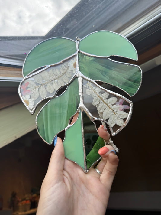 Monstrea fleur séchée